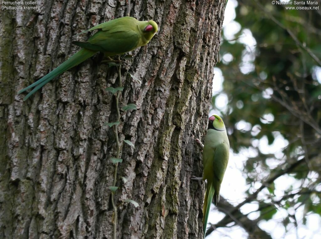 Rose-ringed Parakeet adult, Reproduction-nesting