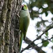 Rose-ringed Parakeet