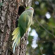 Rose-ringed Parakeet