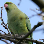 Rose-ringed Parakeet