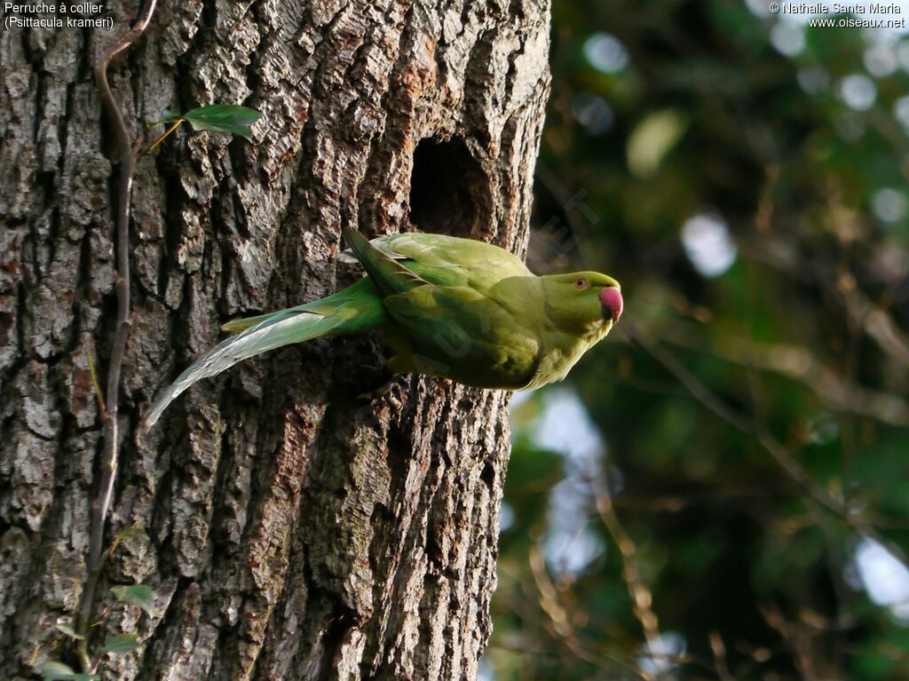 Rose-ringed Parakeet female adult, Reproduction-nesting