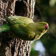 Rose-ringed Parakeet