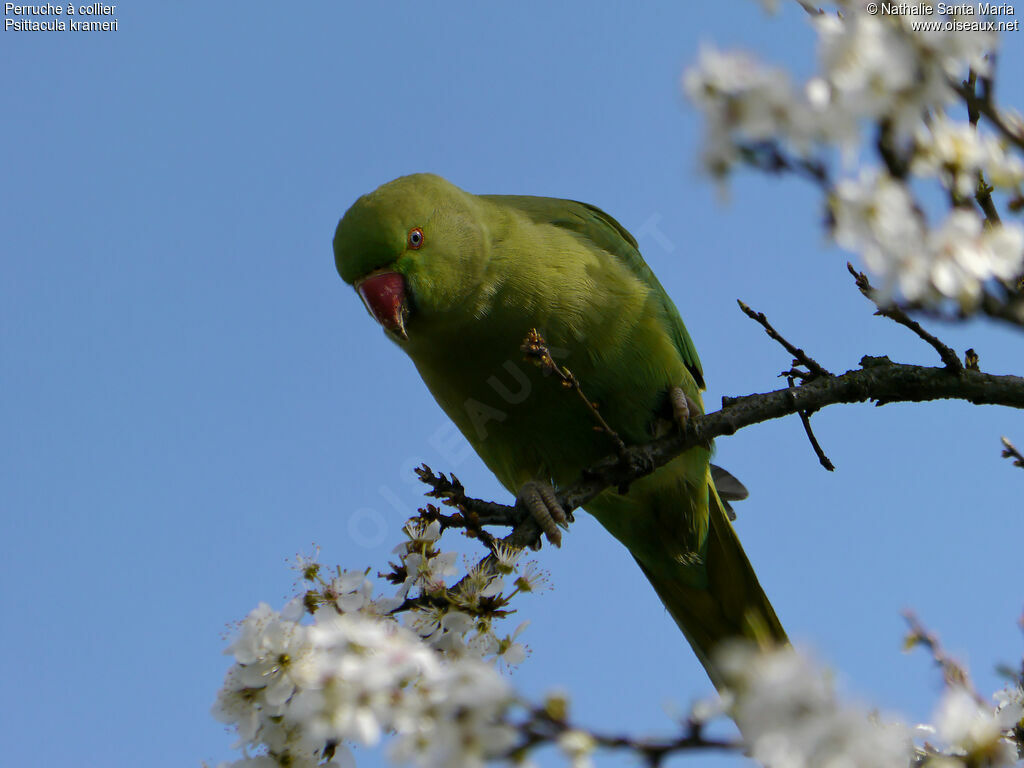 Rose-ringed Parakeet female adult