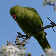 Rose-ringed Parakeet