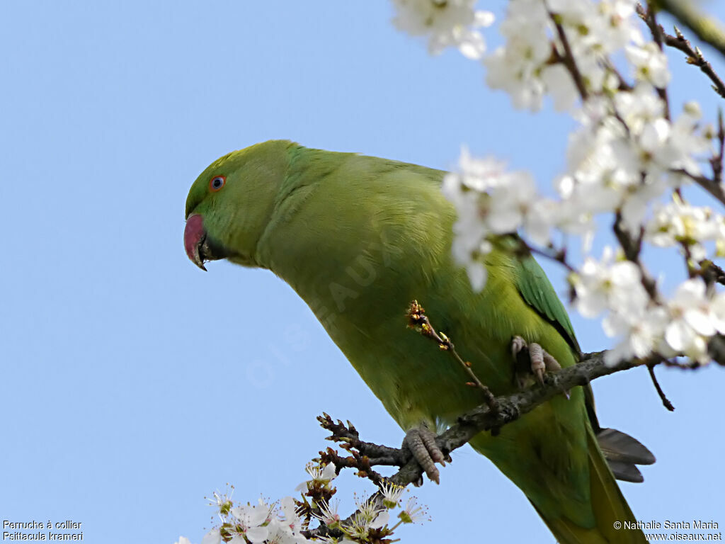 Rose-ringed Parakeet female adult