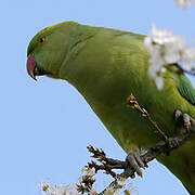 Rose-ringed Parakeet