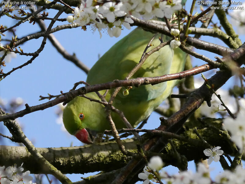 Rose-ringed Parakeet female adult