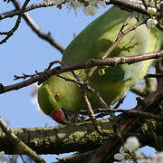 Rose-ringed Parakeet