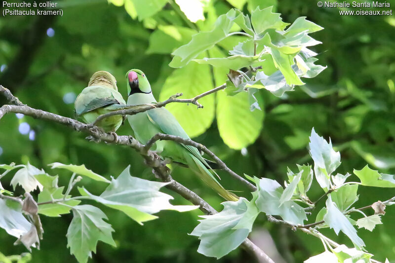 Rose-ringed Parakeet male adult breeding, courting display