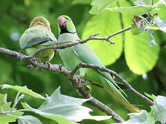 Rose-ringed Parakeet