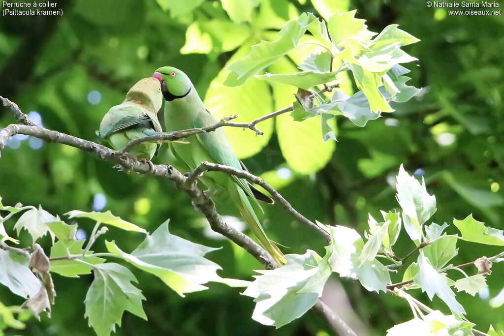 Rose-ringed Parakeetadult, habitat, courting display