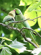 Rose-ringed Parakeet