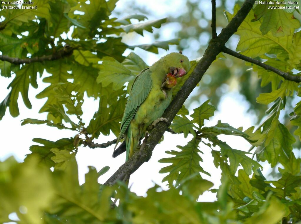 Rose-ringed Parakeet female adult, feeding habits