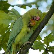 Rose-ringed Parakeet