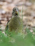 Red-rumped Parrot