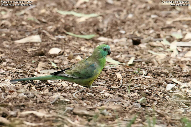 Perruche à croupion rouge mâle adulte nasa261703