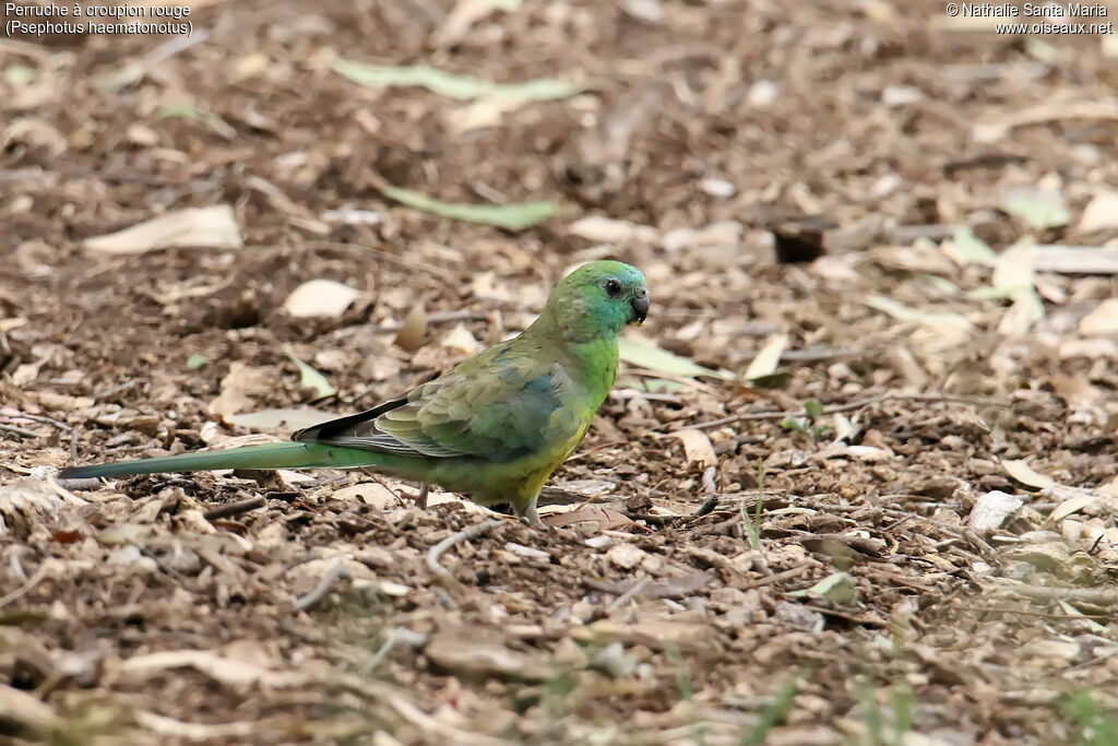 Red-rumped Parrot male adult, habitat, walking