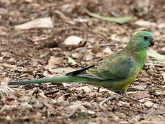 Red-rumped Parrot