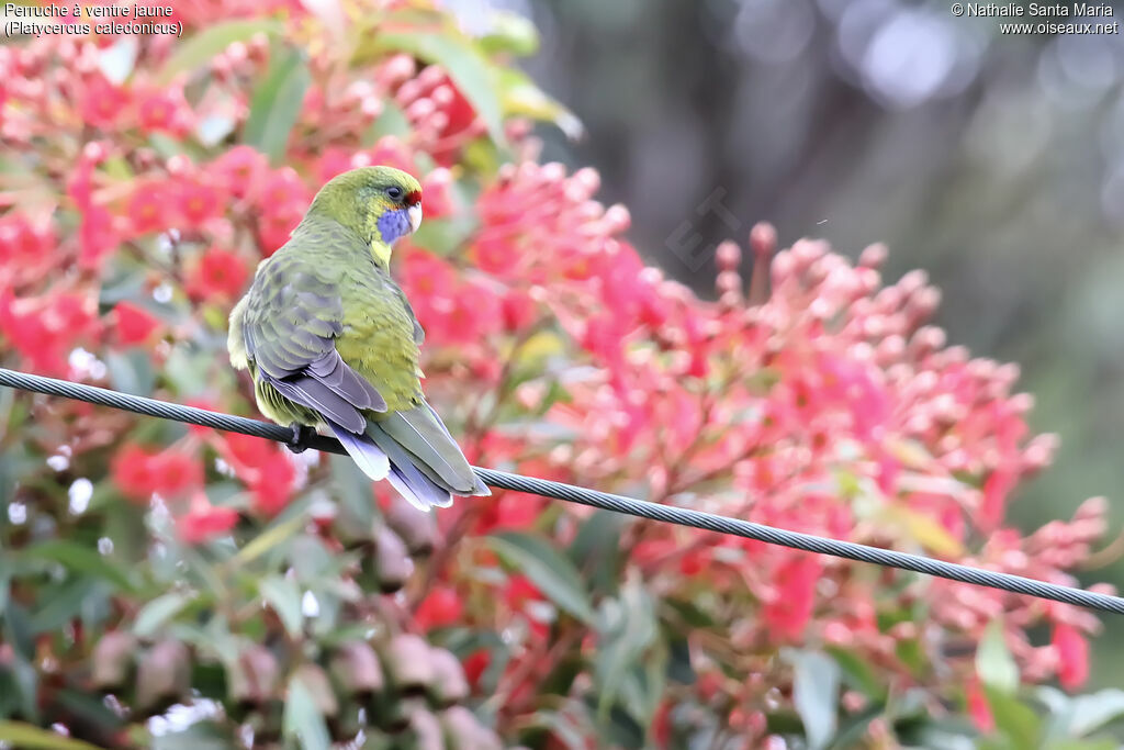 Green Rosellaadult, identification