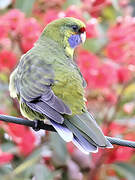 Green Rosella