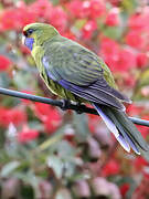 Green Rosella