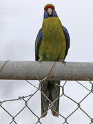 Green Rosella