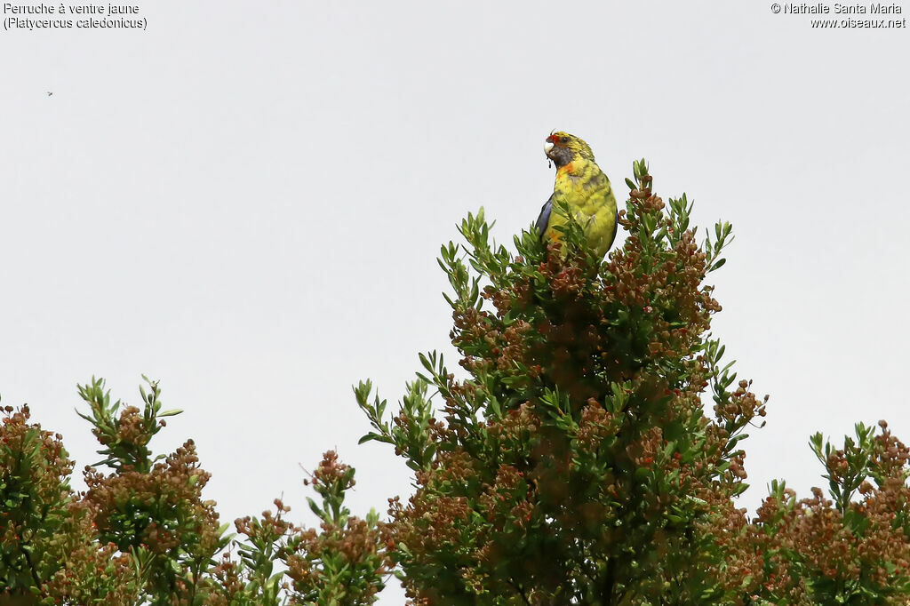 Perruche à ventre jauneadulte, habitat, mange