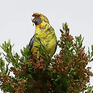 Perruche à ventre jaune