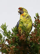 Green Rosella