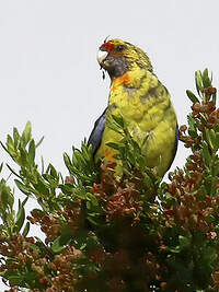 Perruche à ventre jaune