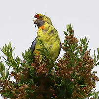 Perruche à ventre jaune