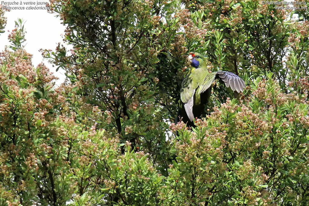 Green Rosellaadult, habitat, feeding habits