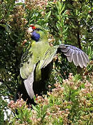 Green Rosella