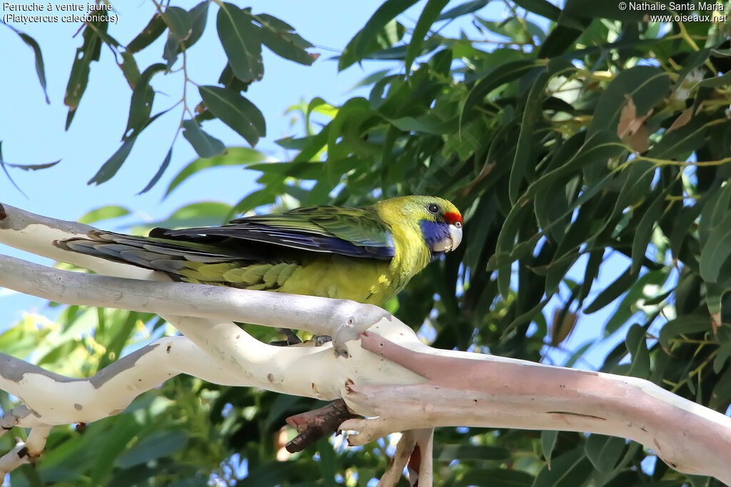 Green Rosellaadult, identification