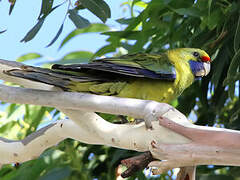 Green Rosella