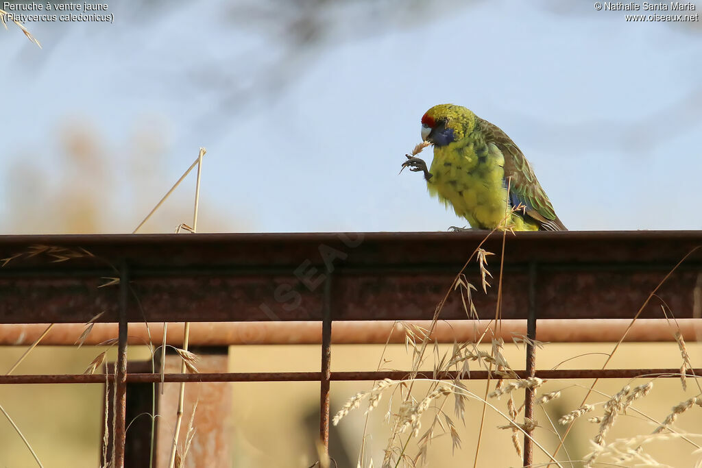 Green Rosellaadult, habitat, feeding habits