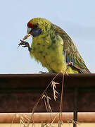 Green Rosella