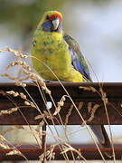 Green Rosella