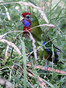 Crimson Rosella