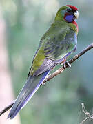 Crimson Rosella