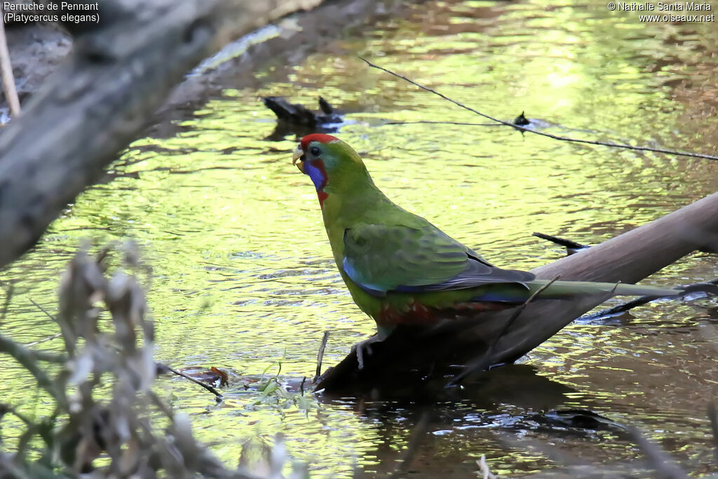 Perruche de Pennantjuvénile, habitat, boit