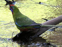 Crimson Rosella