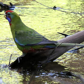 Perruche de Pennant