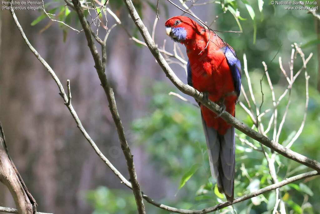 Crimson Rosellaadult, identification