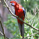 Perruche de Pennant