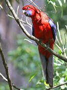 Crimson Rosella