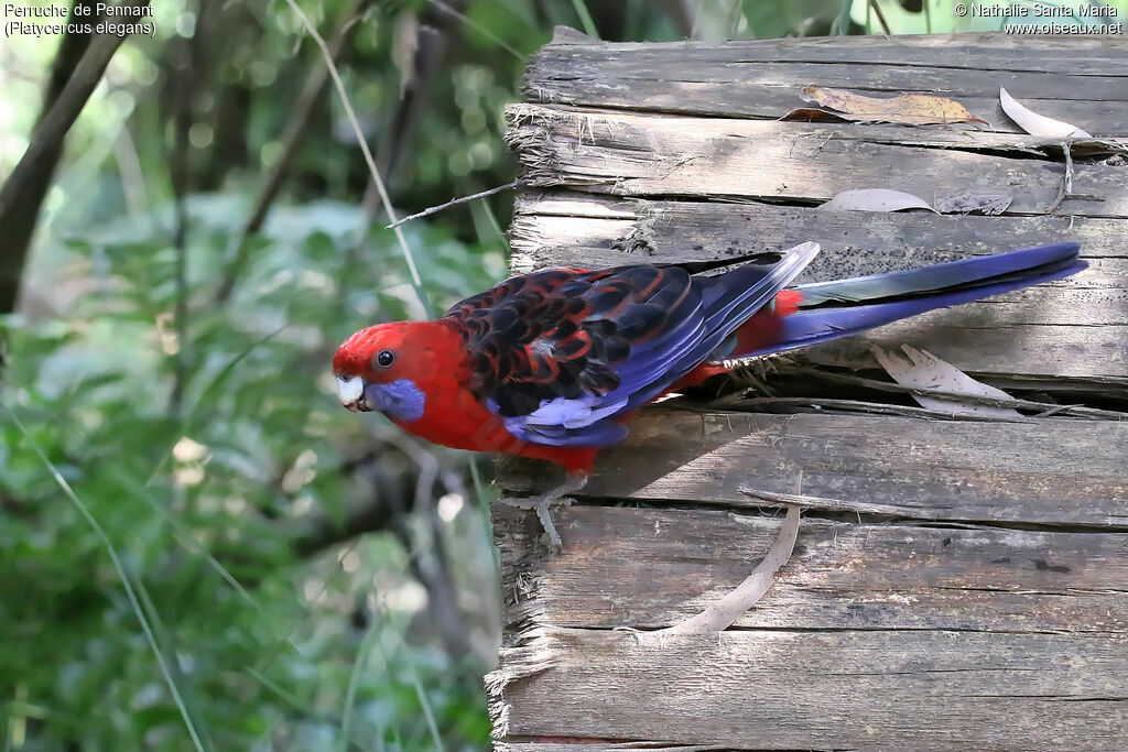 Crimson Rosellaadult, identification