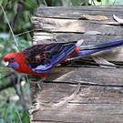 Perruche de Pennant