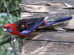 Crimson Rosella