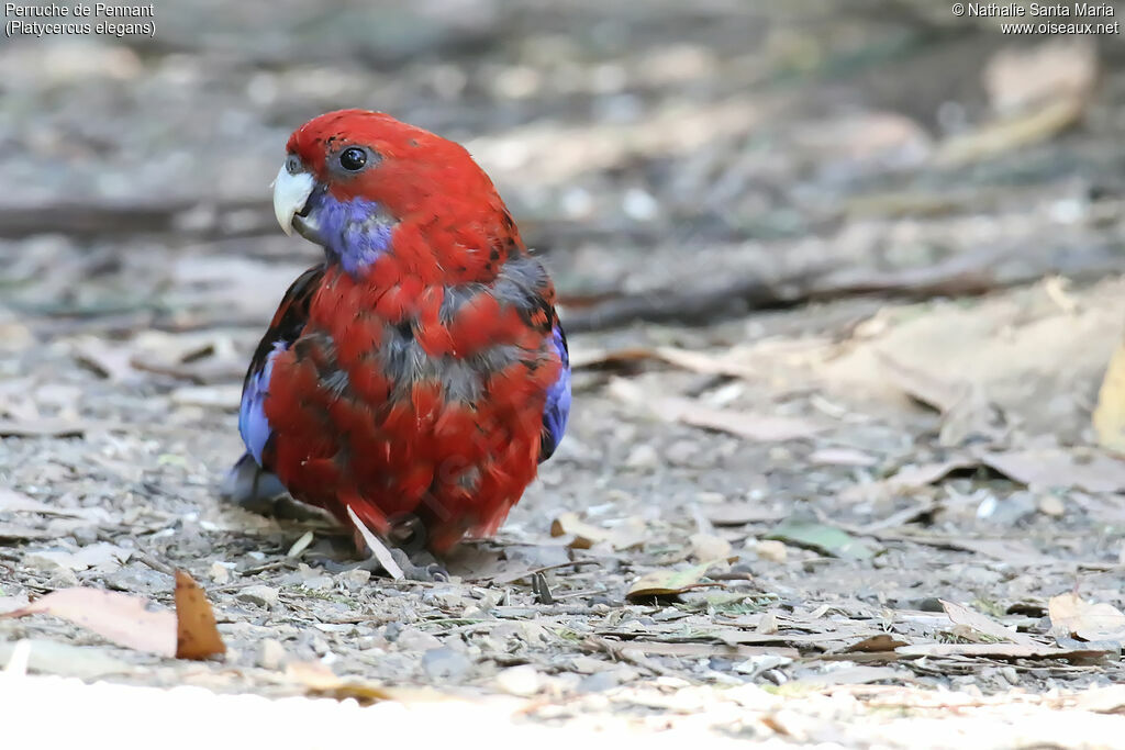 Crimson Rosellaadult, identification, moulting